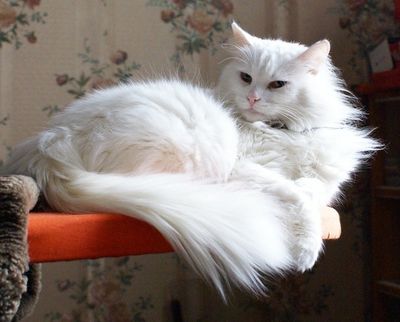 Турецкая ангора лучшая кошка для квартиры