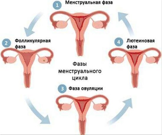 что такое лютеиновая фаза у женщин