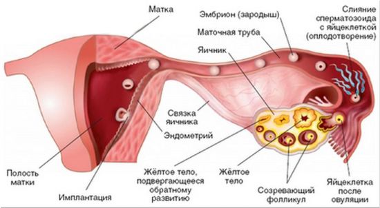 что значит лютеиновая фаза цикла