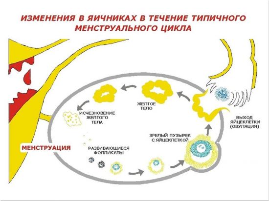 лютеиновая фаза и жёлтое тело