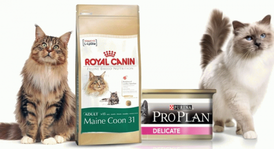 Разница между сухими и консервированными кормами для котов