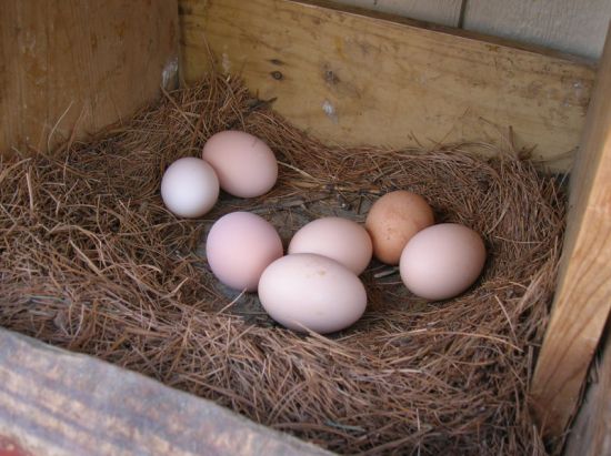 Что нужно сделать, чтобы куры несли больше яиц?