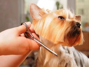 Нужно ли подстригать собаку?