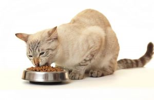 Разница между сухими и консервированными кормами для котов
