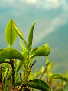 Как выращивается гималайский чай
