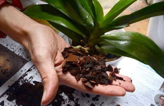 Как рассадить орхидею