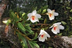 Природные орхидеи