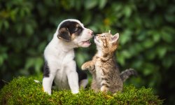 Советы по безопасности собак и кошек летом