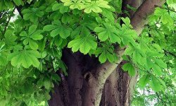 Дерево покровитель Каштан