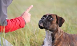 Как научить собаку основным командам